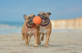 Pets playing on beach