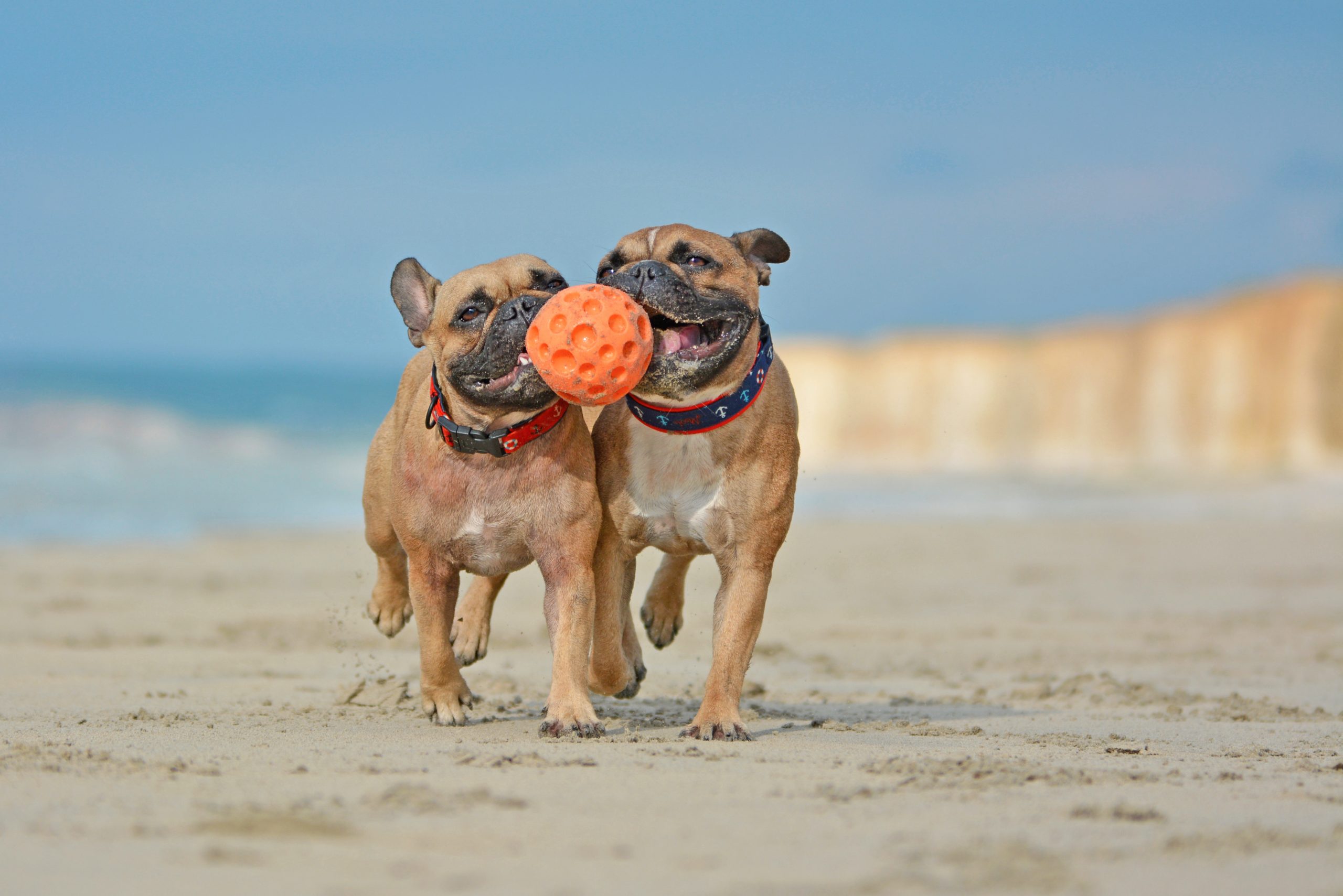 two dogs playing on the beach